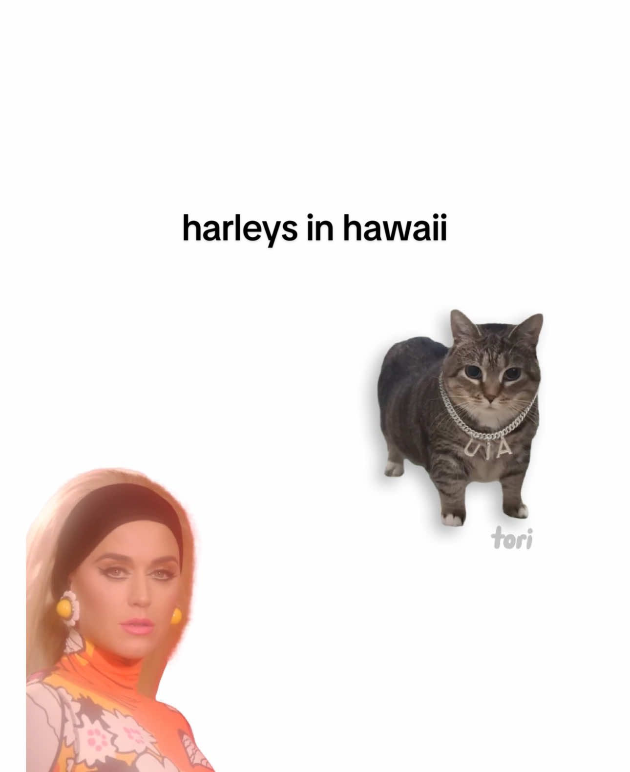 u i aaaaa 🗣️🗣️🗣️ @Ethel the OIIA Cat 🫶 oiia cat x harleys in hawaii by katy perry #cats #lyrics #katyperry #harleysinhawaii #fyp #foryou 