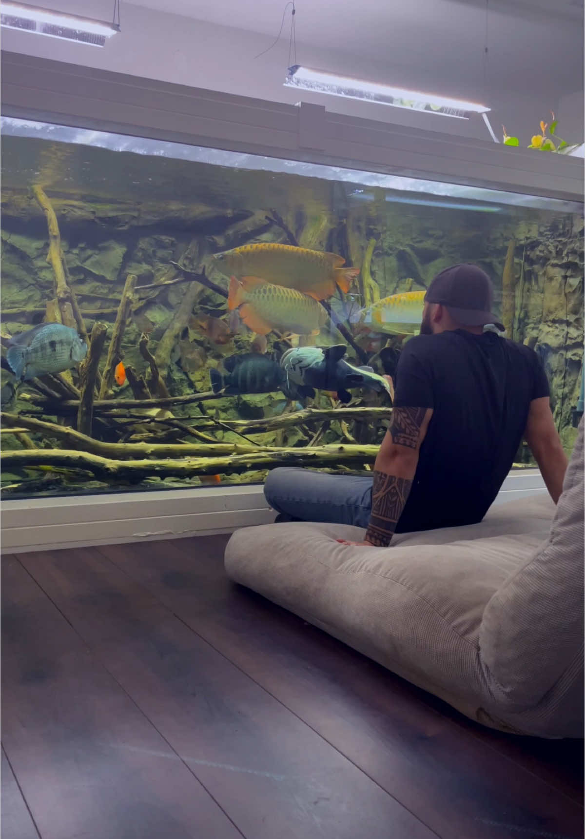 I can’t be the only one? 😂  #cichlid #cichlids #cichlidtank #monsterfish #oscarcichlid #arowana #aquarium #hobby #catfish #redtailcatfish 