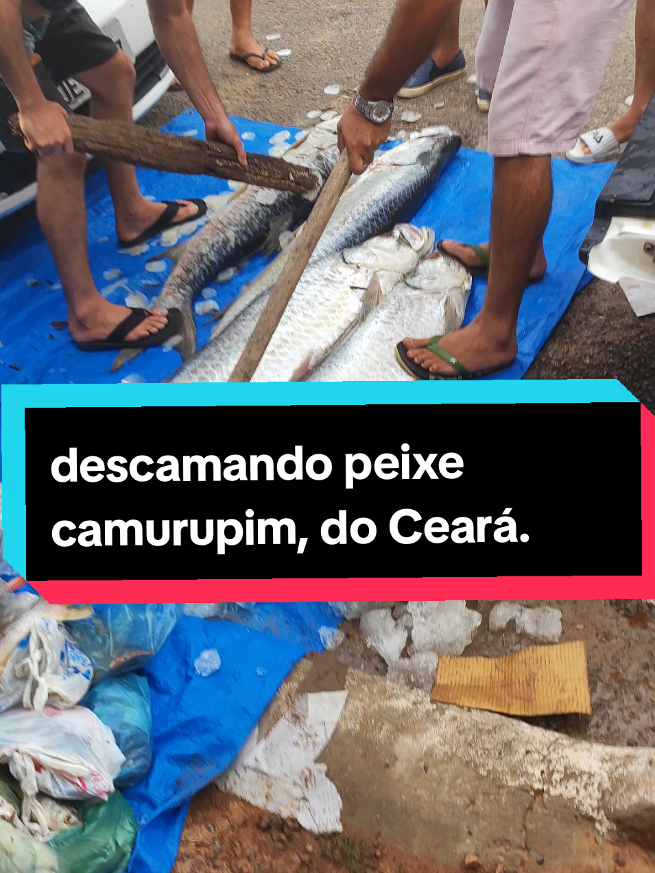 olhem pessoal, como eles tiram a escama do peixe, que legal 😄 peixe camurupim, diretamente do Ceará!  #fyyyy #fyy #peixe #ceará 