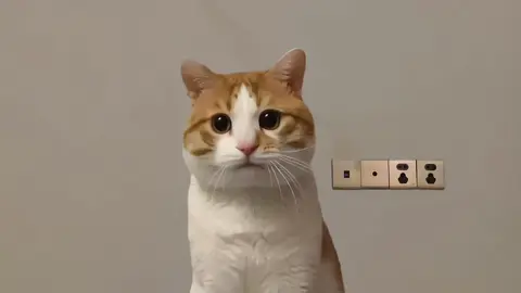 Doksli kucing oi oi #kucing #cat #meme #kucinglucu #fyp #memekucing  sc : 抖音 usn : 眼眼子和小丫头