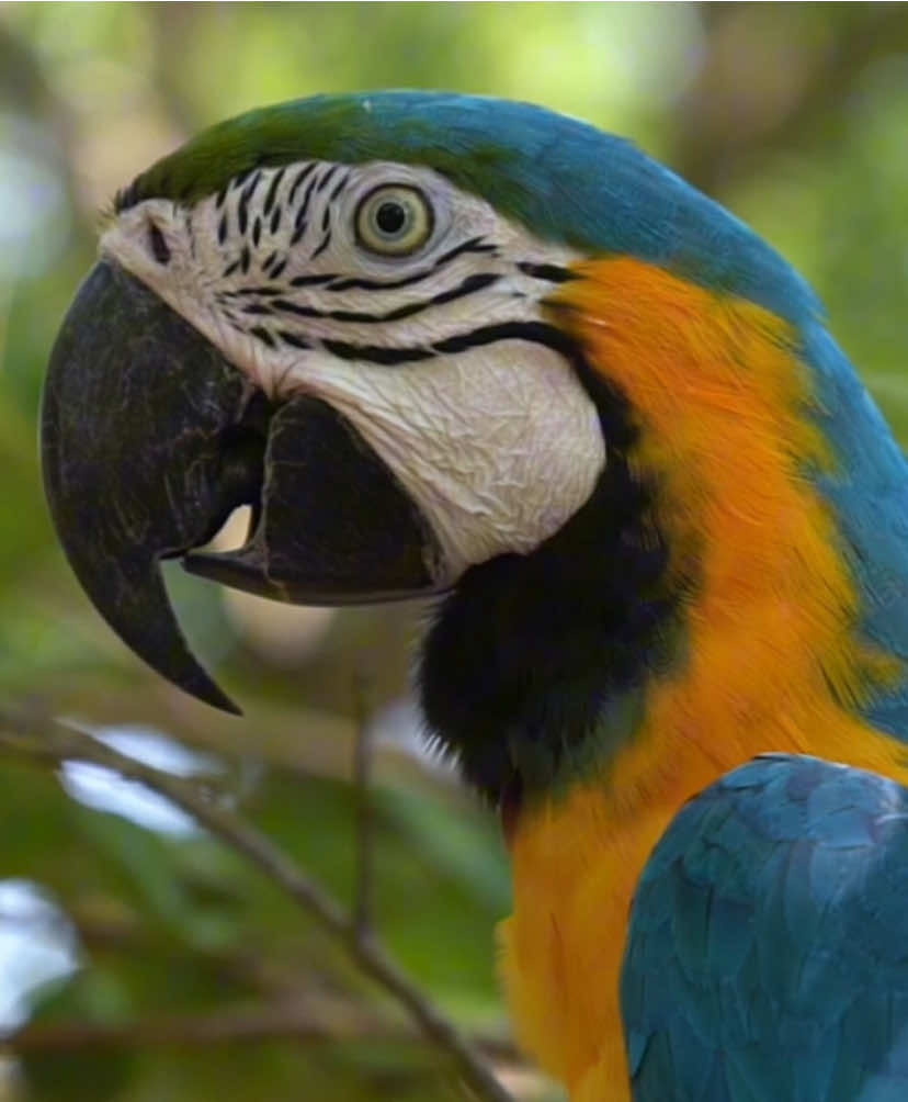 Brazil's natural beauty  #brasil #natural #fauna #amazonia #animais #brazil #vibes 