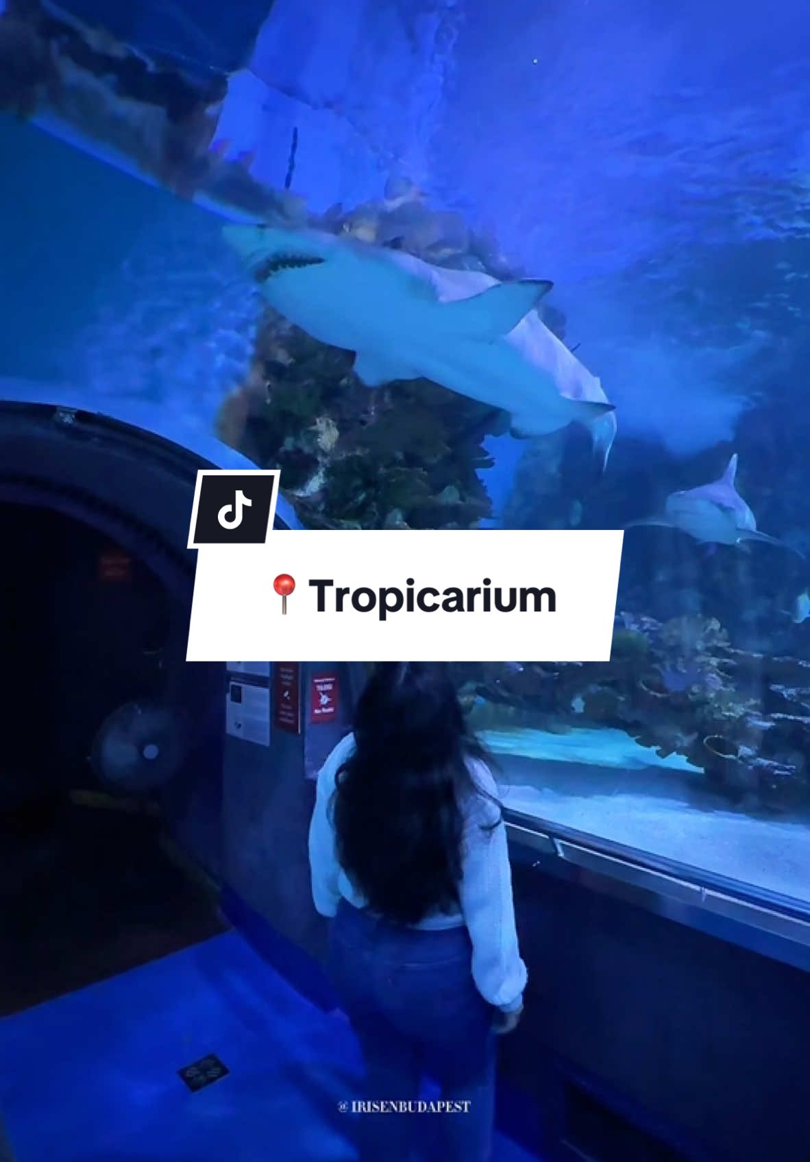 📌Follow @irisenbudapest for more Budapest recommendations ✅ 📍 @Tropicarium_Budapest  Budapest, Nagytétényi út 37-43, 1222 Adult ticket entry price: 4.500 huf  Check tropicarium.hu for more details This is a super fun activity for adults and young ones, you can pet the Guinea pigs, sting rays and feed the fishes 😀 I spent around 3 hrs here, the tunnel with the sharks is amazing. ©️Content copyright  #thingstodobudapest #budapestindoor #indooractivities #indooractivitiesforkids #tropicarium #tropicariumbudapest #budapestexperience #budapestforkids #budapestactivities #budapesttravel #budapestpark #budapestzoo #visitbudapest #budapestwinter #budapestjanuary #budapeşte #budapesttravelguide #budapesthungaryblog 
