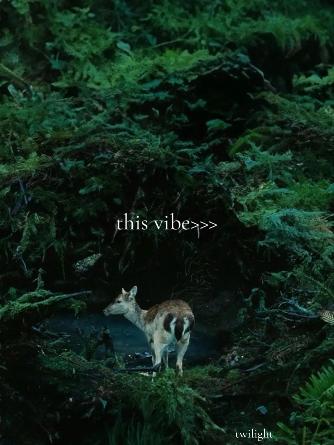 #twilight #fut #fyp #сумерки #recommendations #рекомендации #vibe 