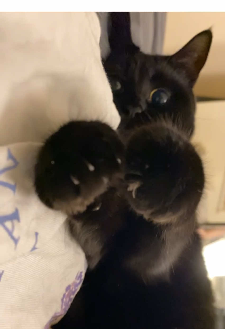 chomp #cat #catsoftiktok #cute #timinandvimto #blackcat #blackcats #kitten #hopecore  #Relationship 