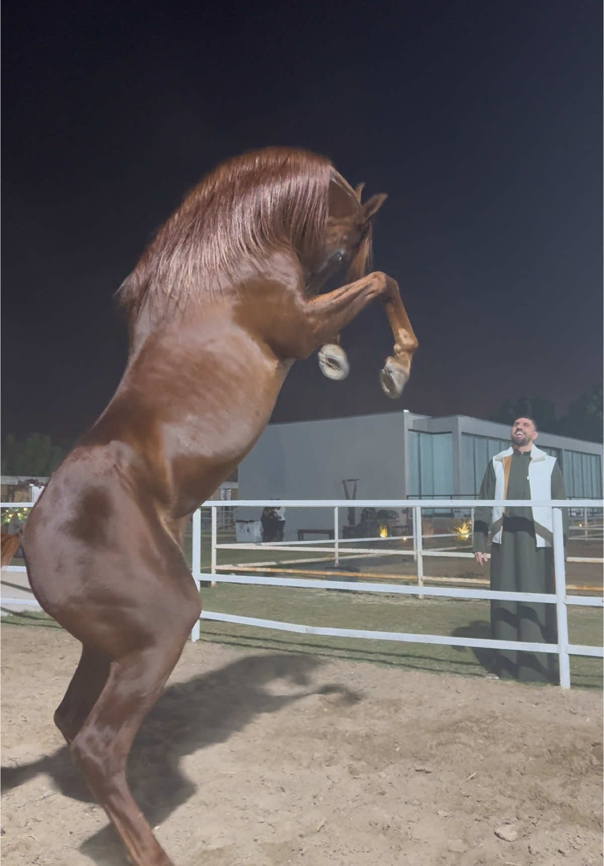 #خيل #خيل_عربي #خيول_عربية #خيل_وخياله🐎 #خيل_وخياله🐎🖤ماشاءالله_اللهم_بارك🧿♥️ #الامارات_العربية_المتحده🇦🇪 #دبي🇦🇪 