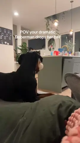 The DRAMA #doberman #dogsoftiktok #dobermansoftiktok #fypシ #funnyvideo #howlingdog #dogvideos 