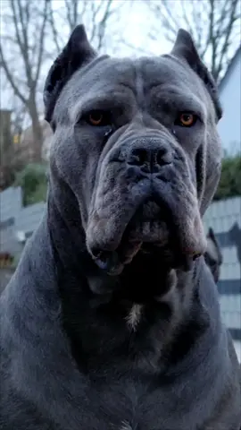 #ermincosic #thebest #canecorso #foryou #italy #bestfriend #canecorsoitaliano 