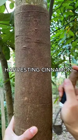 Exploring the Art of Cinnamon Tree Harvesting 🌳#cinnamon #tree #harvest #asmr 