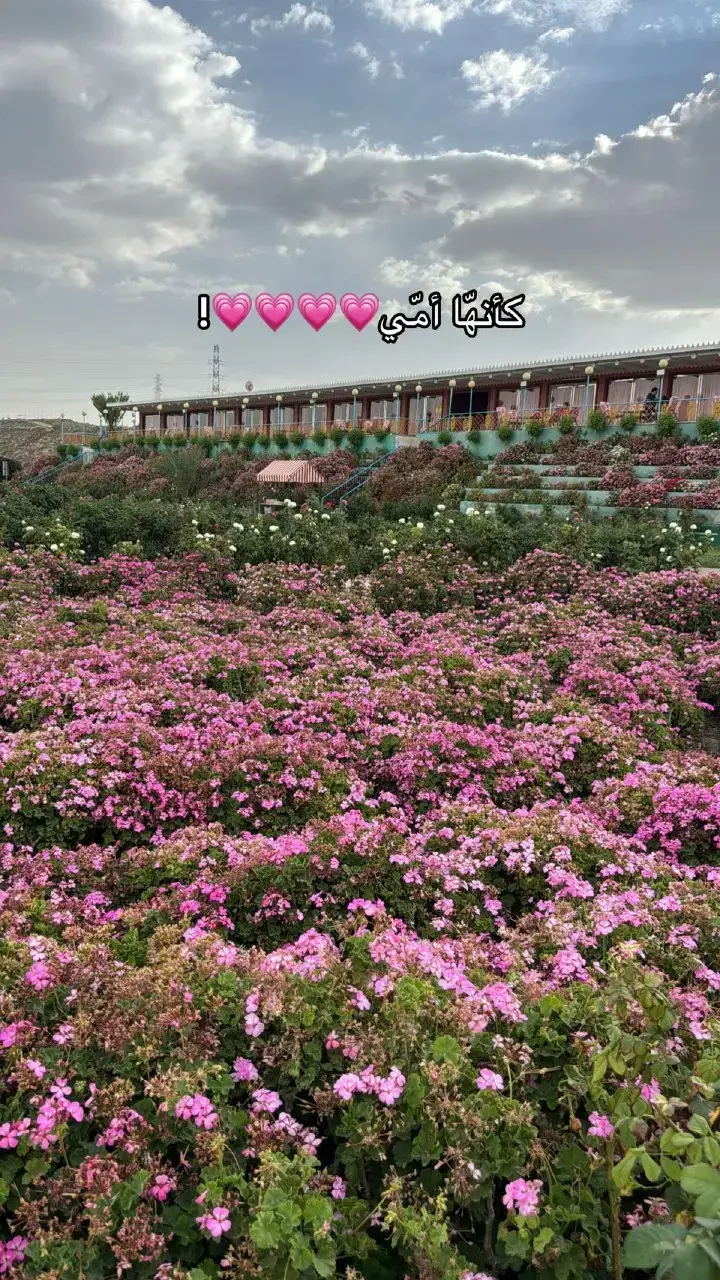 يارب احفظ امي وامهات المسلمين  #امي 