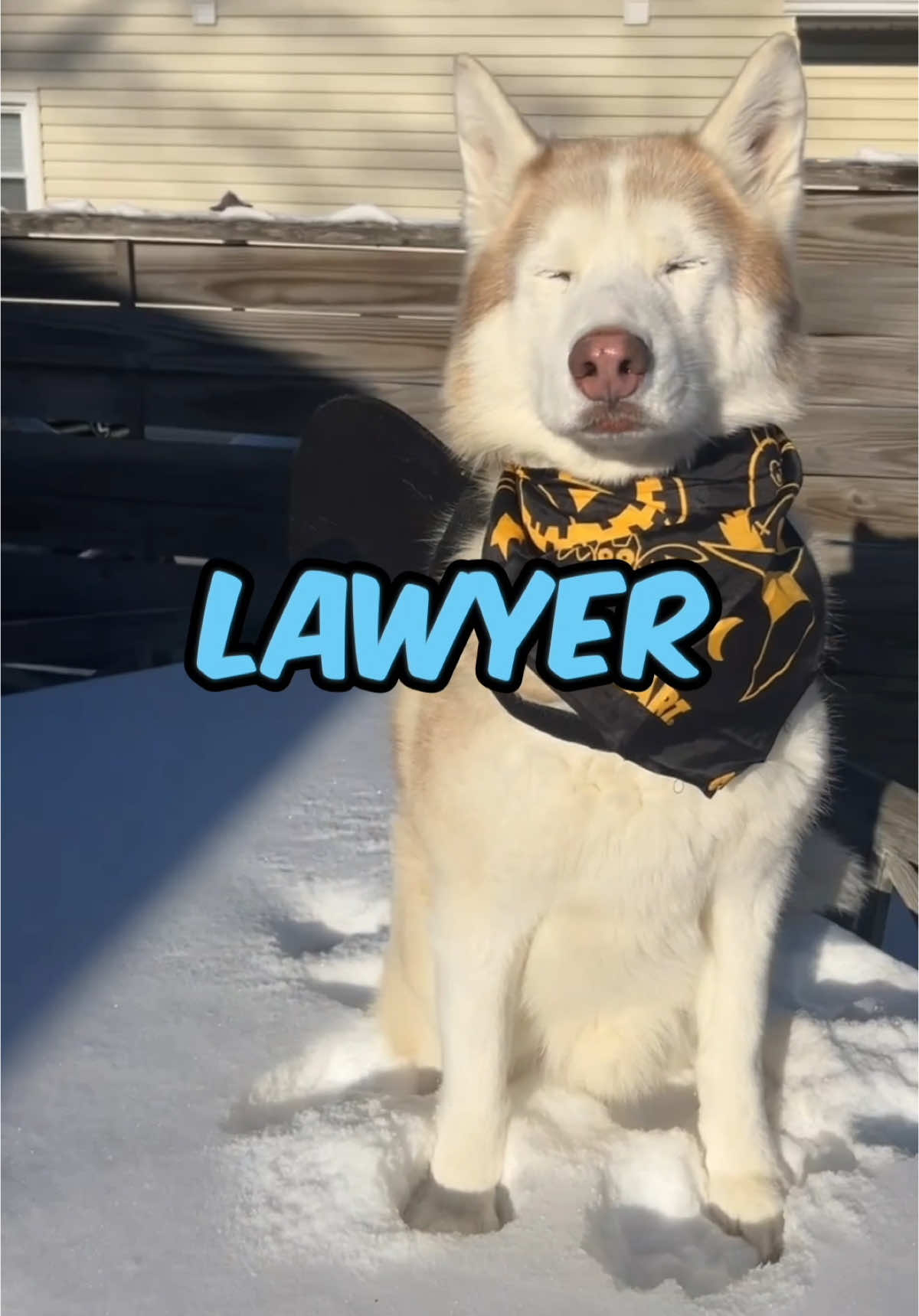 Replying to @Pooh the officer gave me a $250 fine and threatens to take my dog! Should I get a lawyer ? #dogsoftiktok #freezinghusky #husky #huskysoftiktok 