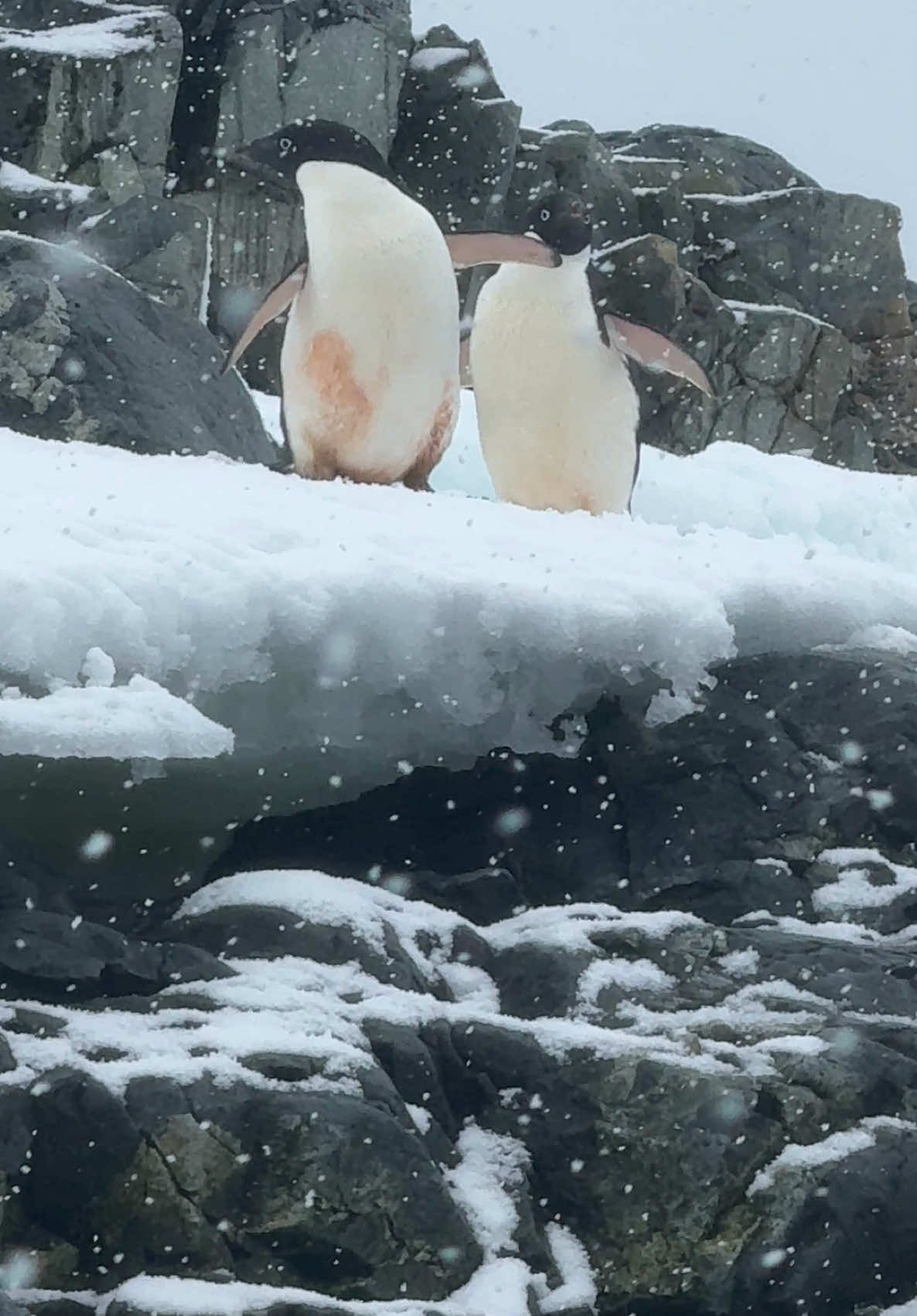 After marveling at the crabeater seals, we rounded a rocky shoreline to discover an Adélie penguin colony—the only penguin species found exclusively in Antarctica. Watching them from our zodiac in the gentle snowfall on January 12, 2025 in the Fish Islands, we observed their distinctive black-and-white plumage as they waddled across the rocky terrain. While we had already encountered Gentoos and Chinstraps earlier in the trip, seeing Adélies felt extra special—this was the species you can only find here in Antarctica. Our onboard penguinologist, Fabrice, shared that Adélies are the second-largest penguin population in Antarctica, with over 5 million breeding pairs. He explained how their entire lifecycle is tied to the Antarctic summer, and on other sailings, rough weather or heavy ice can prevent zodiacs from reaching these colonies, making our visit an incredible privilege. Adélies are perfectly adapted to life on the iciest continent, with behaviors uniquely suited to the harsh environment. These resilient birds breed exclusively on land, and their chicks hatch after 36 days of incubation. The chicks we saw in mid-January were still covered in fluffy gray down, not yet fully grown, but already preparing for their next big milestones—molting and learning to swim. What makes Adélies so remarkable is their exclusivity: they reside solely within the Antarctic Circle. Watching them in their natural habitat—the only place on Earth where they exist—was a humbling reminder of the fragility and wonder of this remote ecosystem. Mav, our skilled zodiac guide, brought us astonishingly close to observe their behaviors. We saw parents carefully feeding chicks, penguins diving into the icy waters in search of krill, and even a few territorial squabbles as the colony buzzed with activity. Every moment was alive with the energy of nature. As we cruised back toward the Ultramarine, the snowy backdrop and the chorus of calls from the Adélie colony lingered in my mind. Seeing these penguins—the ultimate Antarctic natives—in such an untouched, pristine landscape was an unforgettable highlight of our journey. #Antarctica #Adventure #QuarkExpeditions #Ultramarine #cruise #travel  #penguin #adelie #Zodiac  #TravelwithQuark @Quark Expeditions 