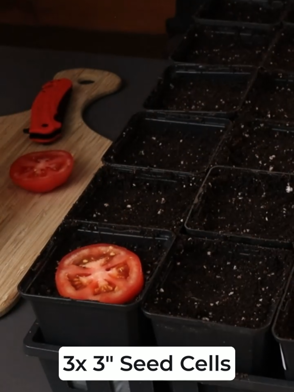 🍅 What happens when you start tomato seeds right from the vegetable? I TESTED it to find out!