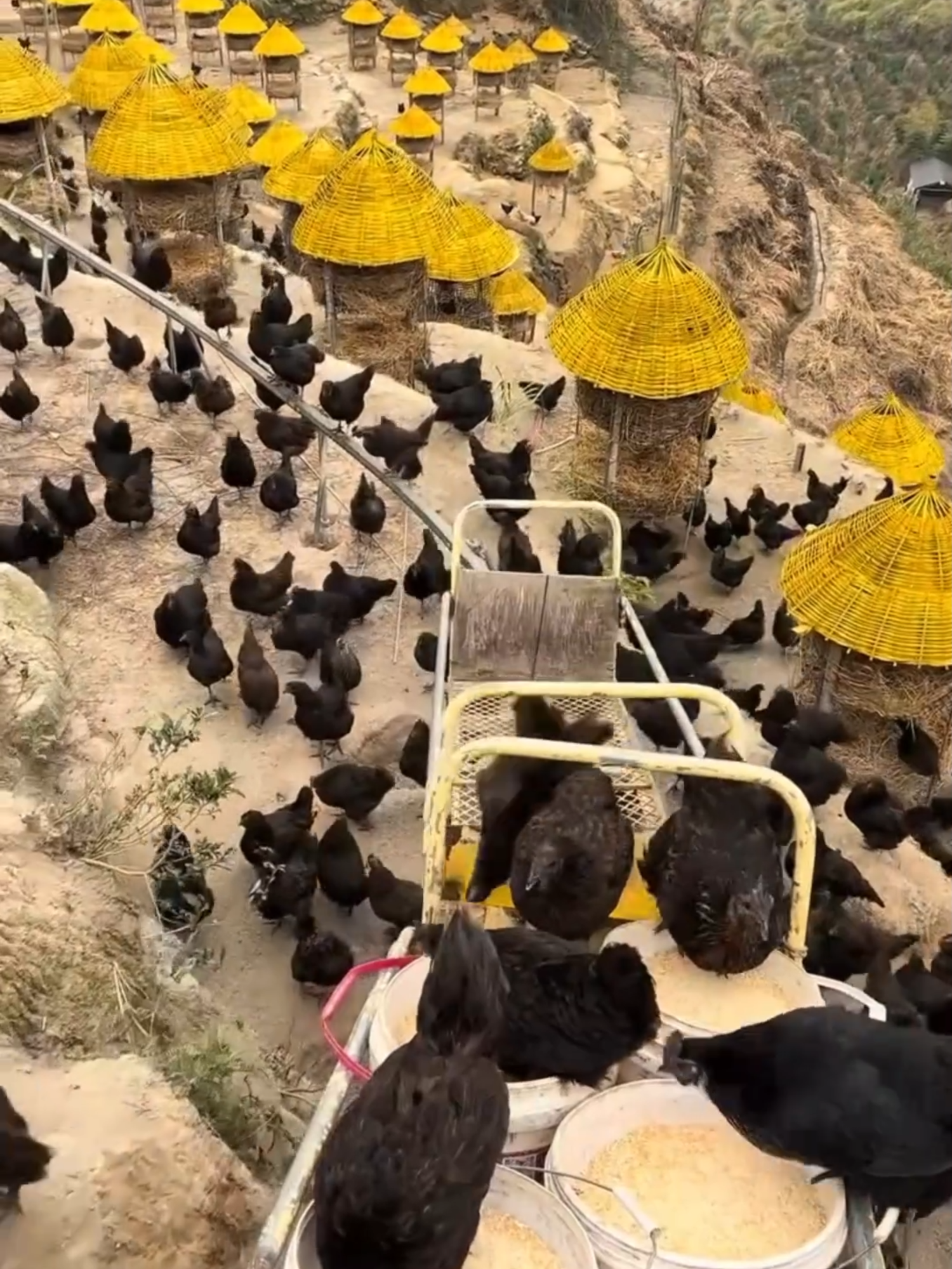 SISTEMA DE MONTAÑA RUSA PARA ALIMENTAR GALLINAS: INGENIOSO MÉTODO EN CHINA DESCRIPCIÓN Descubre cómo los agricultores chinos han revolucionado la cría de gallinas en las montañas con un sistema inspirado en una montaña rusa. Este innovador método, que utiliza rieles y pequeños carros motorizados, permite alimentar a las aves en terrenos empinados de manera eficiente y sostenible. Criadas en terrazas y cuevas naturales, las gallinas disfrutan de un entorno libre de estrés, mientras los agricultores logran una producción más ecológica y de alta calidad. Una combinación perfecta de tecnología y tradición. #Gallinas #MontañaRusa #Innovación #Sostenibilidad #AgriculturaChina #ProducciónAvícola #CrianzaNatural #TecnologíaRural #ComidaSostenible #China