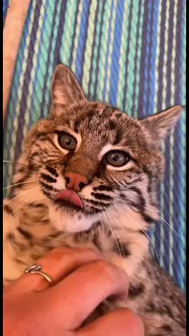 She is such a sweet cat when she doesnt have food 😂 #evilkitty #bobcat 