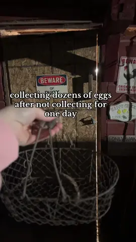 flu hit the house here. just 2 kids so far but they're not feeling good at all :( so i havent been out to collect eggs yesterday or today until now #chickens #fyp #crazychickenlady 
