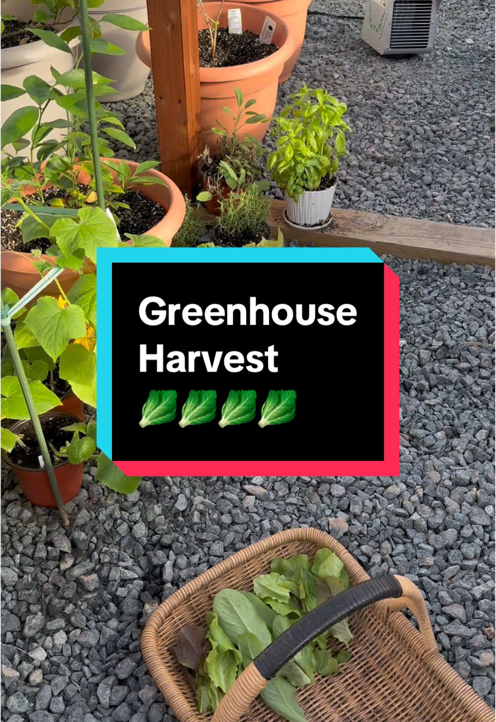 This #harvest is just lettuce from my greenhouse that’s in my #backyardgarden. Even though it’s in the middle of winter you can still #growyourownfood if you use a couple of creative methods like greenhouses, cold frames, and hydroponic systems so you can still have a #gardenharvest. #harvesttime 