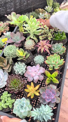 Dapat 20( bonus 5) cek keranjang kuning 🫣#succulents #kaktus #tanamanhias 