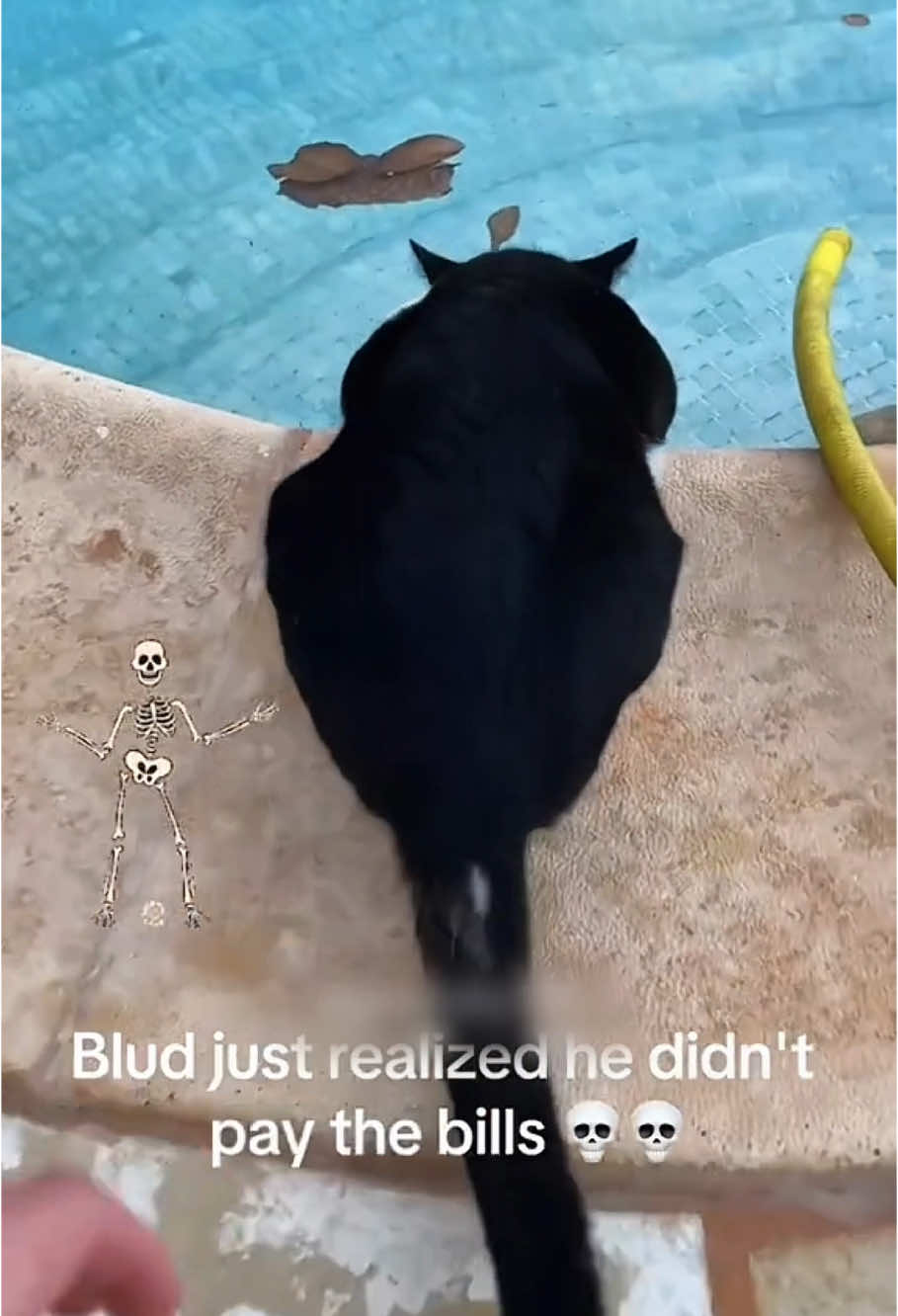#funnyvideos #cat 