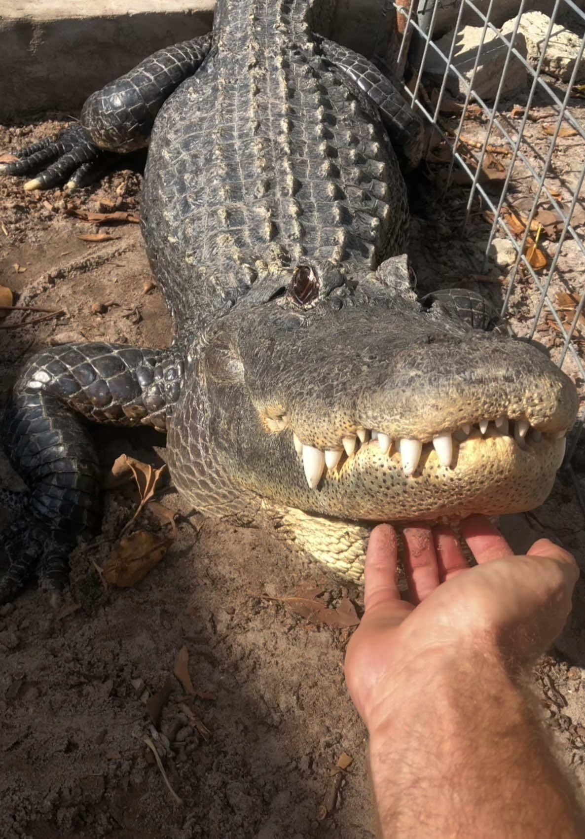 Gator bellowing!! What’s it mean and why do they do it? This is a video from last year with Casper at Everglades outpost #animaleducation  #Rescue #AnimalRescue #AnimalSanctuary #ExoticAnimals #Animals #Animals #CuteAnimals #educational    #Gator #Alligator #crocodile #nilecroc #nilecrocodile   #reptile #scicomm #rescuegator