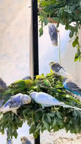 Budgies lovers ❤️♥️💕 #australianbirds #australian #petbird #parrot #budgies #viralvideo 