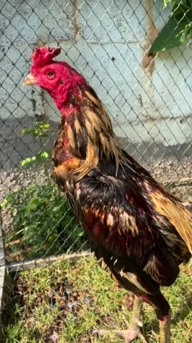 #สัตว์โลกน่ารัก 