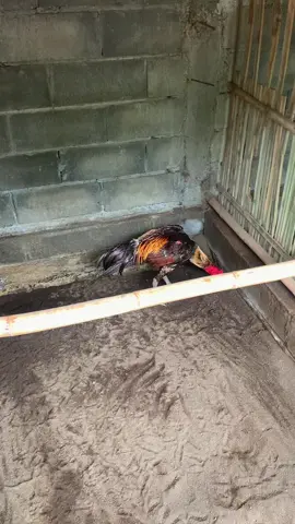 jumat manis semoga berkah😇🤲🏻 ngopi pagi☕️ #ayampama #ayammangon #ayampakhoy #ayampakhoysuperlockbrakot #ayampamangon #ayampamaiq #ayambangkoksuper #fypp #fyppppppppppppppppppppppp #fypage #fypシ 