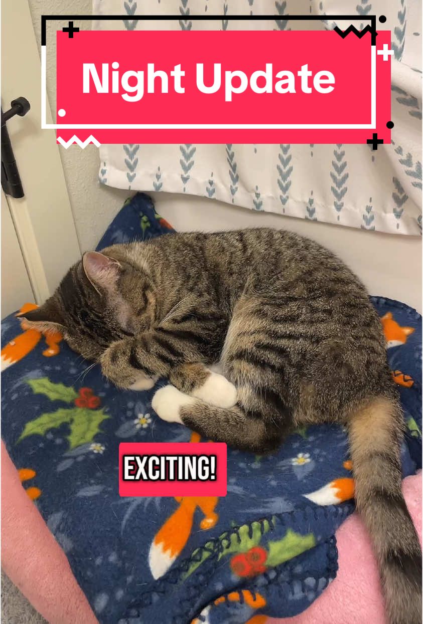 Night update: she ate had a treat, ate a little food, and played with some toys! Also thank you all SO much for 100k! I’m so grateful you’re here and you care about me and my little cat family! 🥹🩷 #catdistributionsystem #catdistributionsystemoftiktok #update #catsoftiktok #adoptdontshop🐾 #emotionalsupportanimal #emotionalsupportcat #emotionalsupportcats #catmom #audhdcatmom 
