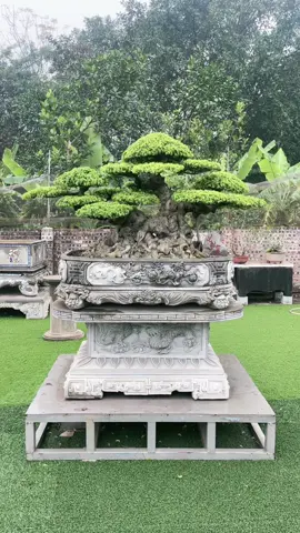 #bonsai#caycanh#caycanhnghethuat