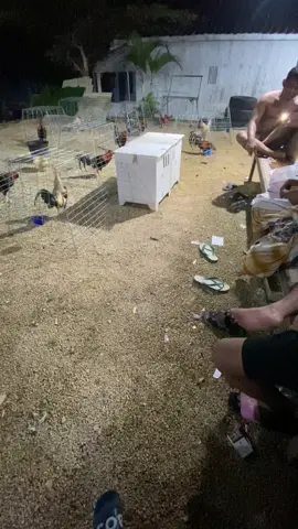 🐓