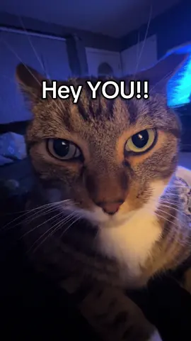 Here’s to all of my cuties out there!! ❤️ #cute #catsoftiktok #cat #boycat #snuggles #Love #engagement #fyp 