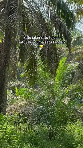 #sawitontiktok 