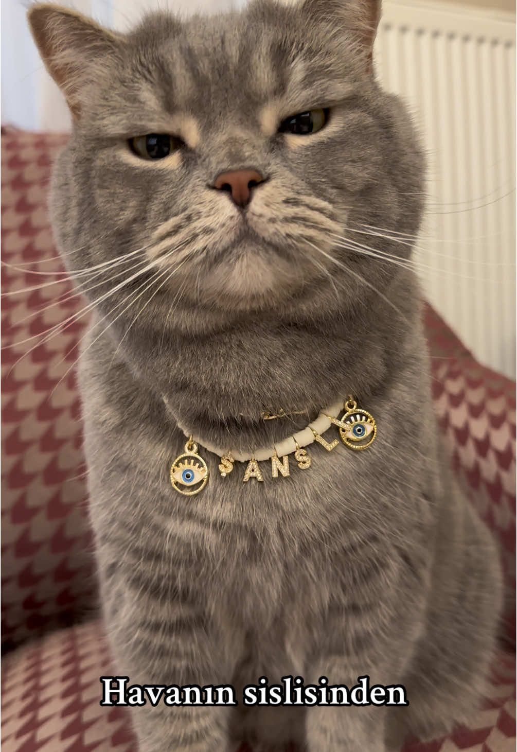 Hayırlı cumalar aşkolar🌸 . . . . . . . #cat #kedi #hayvansevgisi #cats #kediaşkı #babycat #reelsvideo #reels #catofinstagram #kedivideoları #catsofinstagram #catlover#sesefektleri 