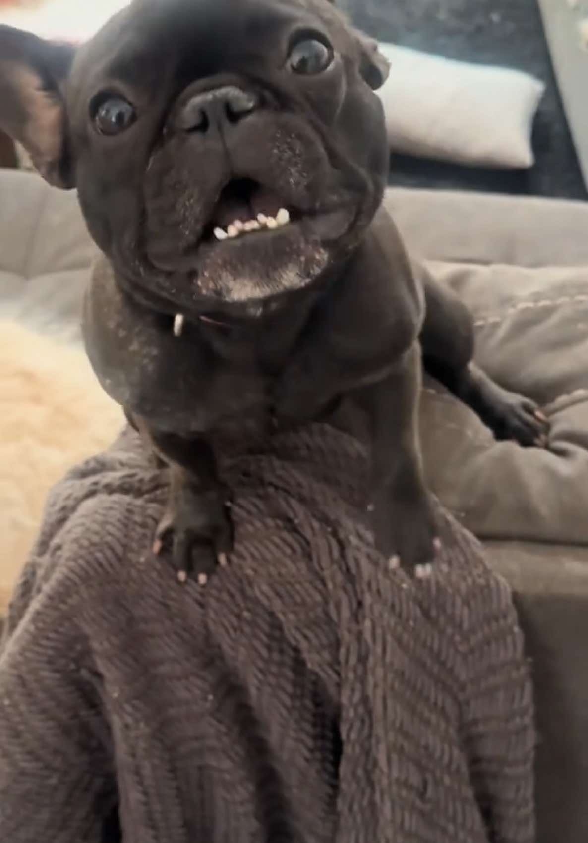 Frenchie says I love you #whatdoesthefrenchiesay #dogsaysiloveyou #frenchie 