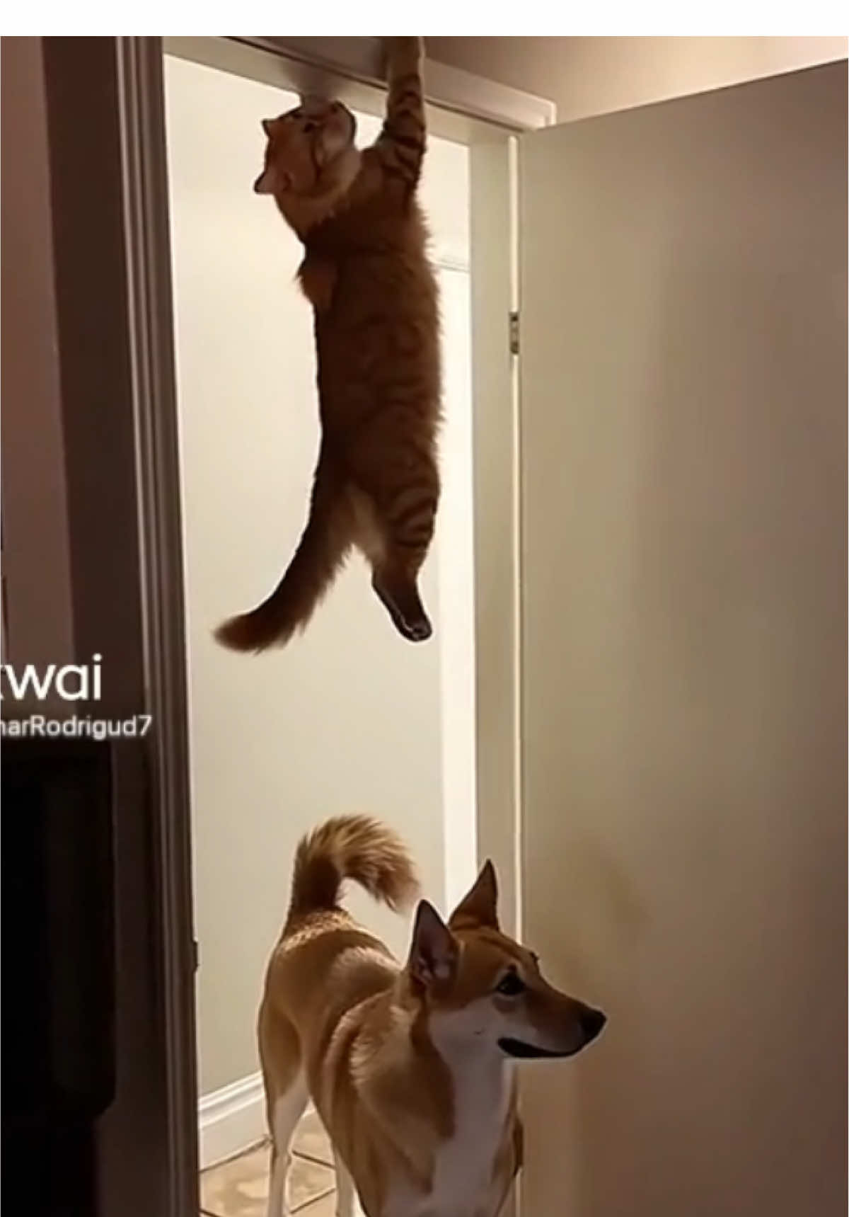 Mission Impossible: Cat Edition 🐱🕵️‍♂️ : When you’re a cat and hiding from the dog requires next-level skills! This feline mastermind has taken stealth mode to a whole new level—hanging out (literally) while the dog is still figuring things out. Who else has a pet with ninja-like abilities? 😂 Disclaimer: This content is for informational, entertainment and encouragement purposes #CatVsDog #StealthMode #NinjaCat #PetsOfInstagram #FunnyAnimals #FelineEscape #PetAdventures #DogLife #CatLife #TooFunny #PetGoals #AnimalHumor #EpicHidingSpot #CuriousCat #FurryFriends