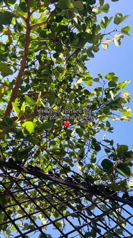 तिम्रो हरेक सुख दुःखमा म तिमीसॅंगै हुनेछु ।🫶#viral #fyp #lines #goviral #tiktok #Love #mithoprem #❤️ @Sandip Yangdemba Limbu 