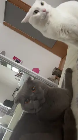 kitty was too stunned to speak#cat 
