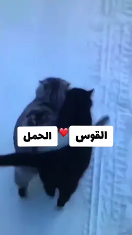 #تحليل_الخريطه_الفلكية #الفلك  CapCut# stars# #الكواكب النجوم #الابراج #astrology  #planets #zodiac #اكسبلور # fyb# #الروحانيات .  #explorepage #explore #exploremore الحمل# #القوس #الجوزاء # #الفلك #فلك  #solar #solareclipse  #النجومالكواكب # #stars #planets #zodiac #zodaicsign 