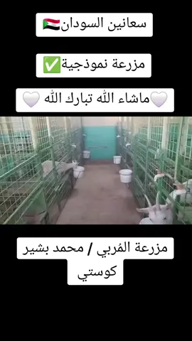 #السودان #سعانين_السودان #سعانين #سانين #مزرعة_نموذجية #سودانيز #سودانيز_تيك_توك #سودانيز_تيك_توك_مشاهير_السودان #جخو #جخو،الشغل،دا،يا،عالم،➕_❤_📝 #جخو،الشغل،دا،يا،عالم،➕_❤_📝✌️🌍🦋 #الشعب_الصيني_ماله_حل😂😂 #الشعب_الصيني_ماله_حل #مغتربين_السودان_بالخارج #مغتربين #fouryou #sudan #غنم #ماعز #حلال #أنعام_الشمال_بالسعودية #أنعام_الشمال_بالسعودية_والخليج #الخرطوم #الجزيرة #مدني #كوستي 