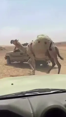 ##الابل_عظام_المال_ #حفرالباطن_الان_حفرنا #الابل_عطايا_الله_عشاق_البداوة_🐪😍 #الابل #عتيبه #ماشاءالله_تبارك_الله_اذكروا_الله #الجمعه #لكزس2023 
