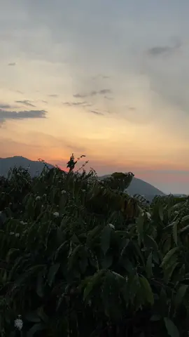 Mn tưới cà đến đâu r #xuhuong #chill 