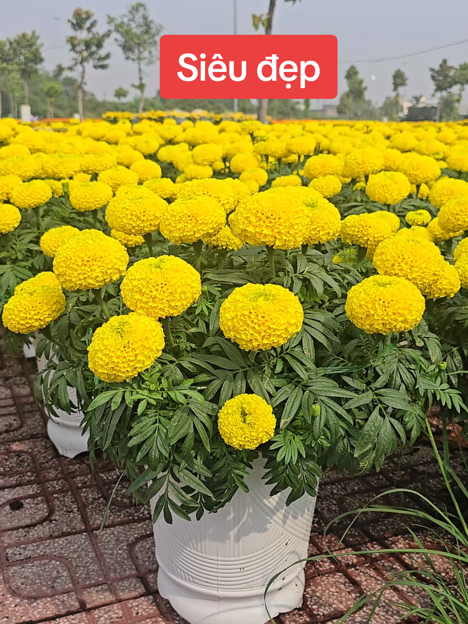 Vạn thọ siêu đẹp #vantho #hoatet #hoavantho #marigold 