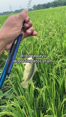 tank baja #ikanbetok #mancingliar #anglermadiun #storymancing 