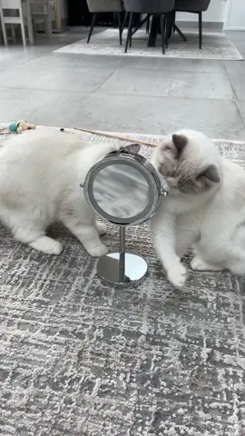 #creatorsearchinsights shocked cat 🤣 by their own reflection in a mirror, anyone else feel like this in the mornings? Kitten seeing a mirror for the first time 🤣 #ragdoll #kitten #shockedcat 