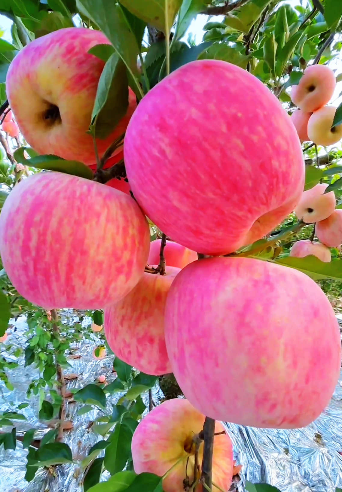 “Sweet as this apple 🍎✨ What’s your favorite fruit? 🍏💖 #SweetVibes #AppleLove”