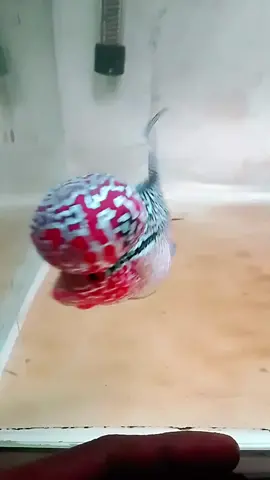 #ikanhias #ikan #louhanindonesia #louhan srd import Thailand bigkok