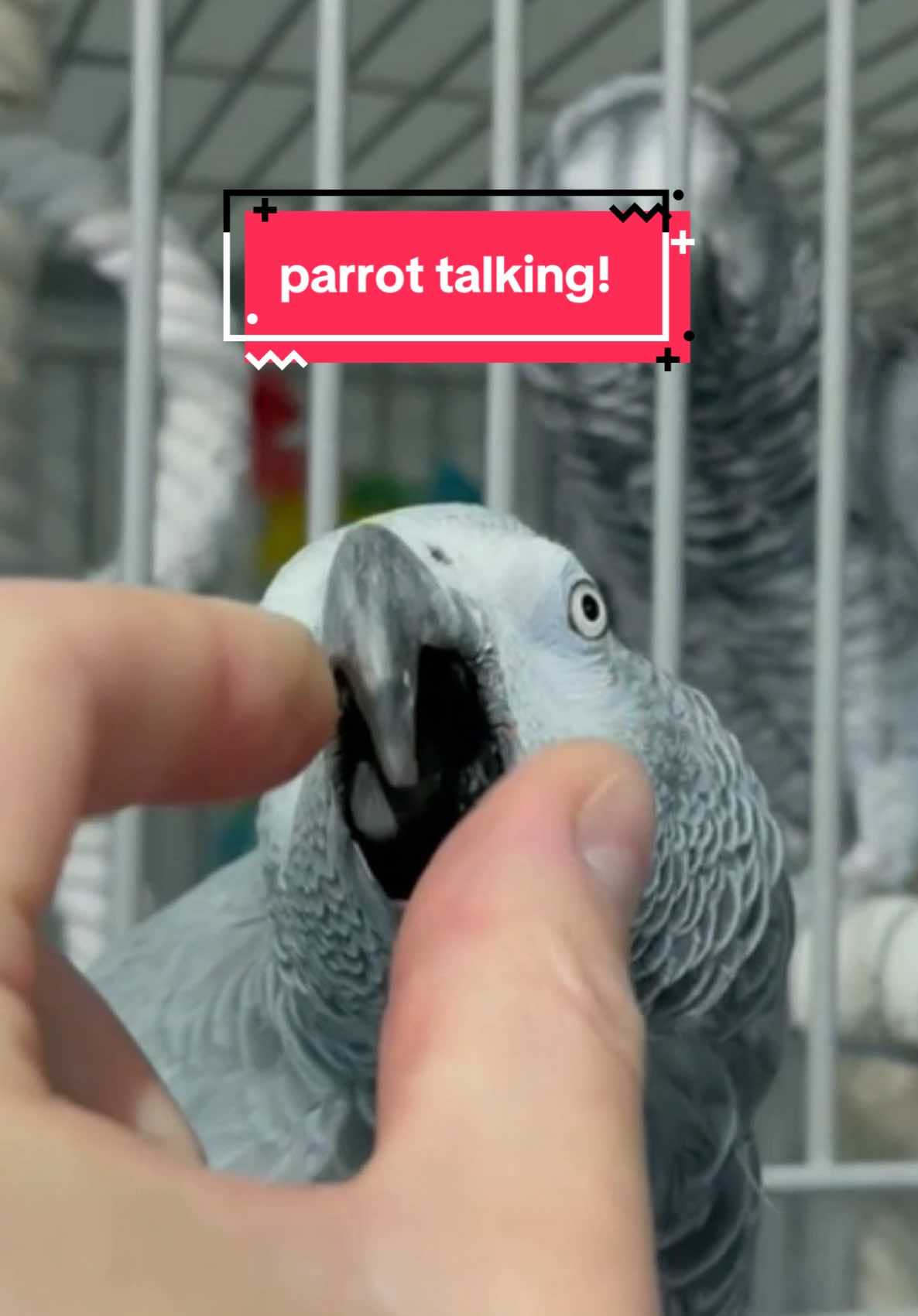 parrot talking video! #parrot #parrottalking #nacfamily #rock_n_insectes