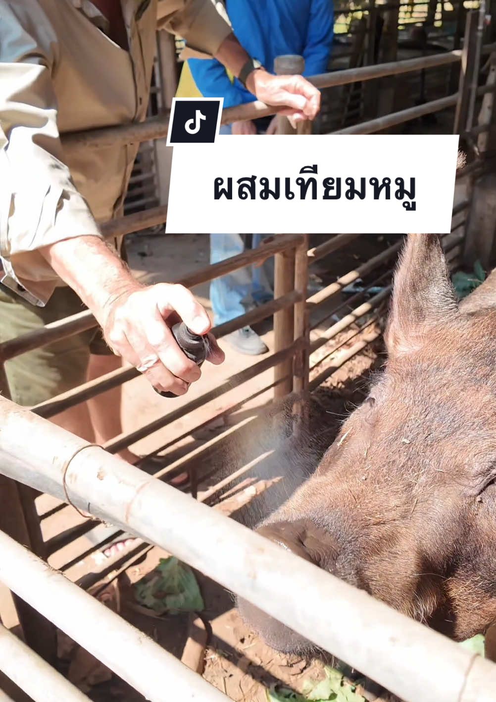 ผสมเทียมหมู 🌿🐷🐽 #เลี้ยงหมู #ชีวิตในฟาร์ม #เกษตรฟื้นฟู 