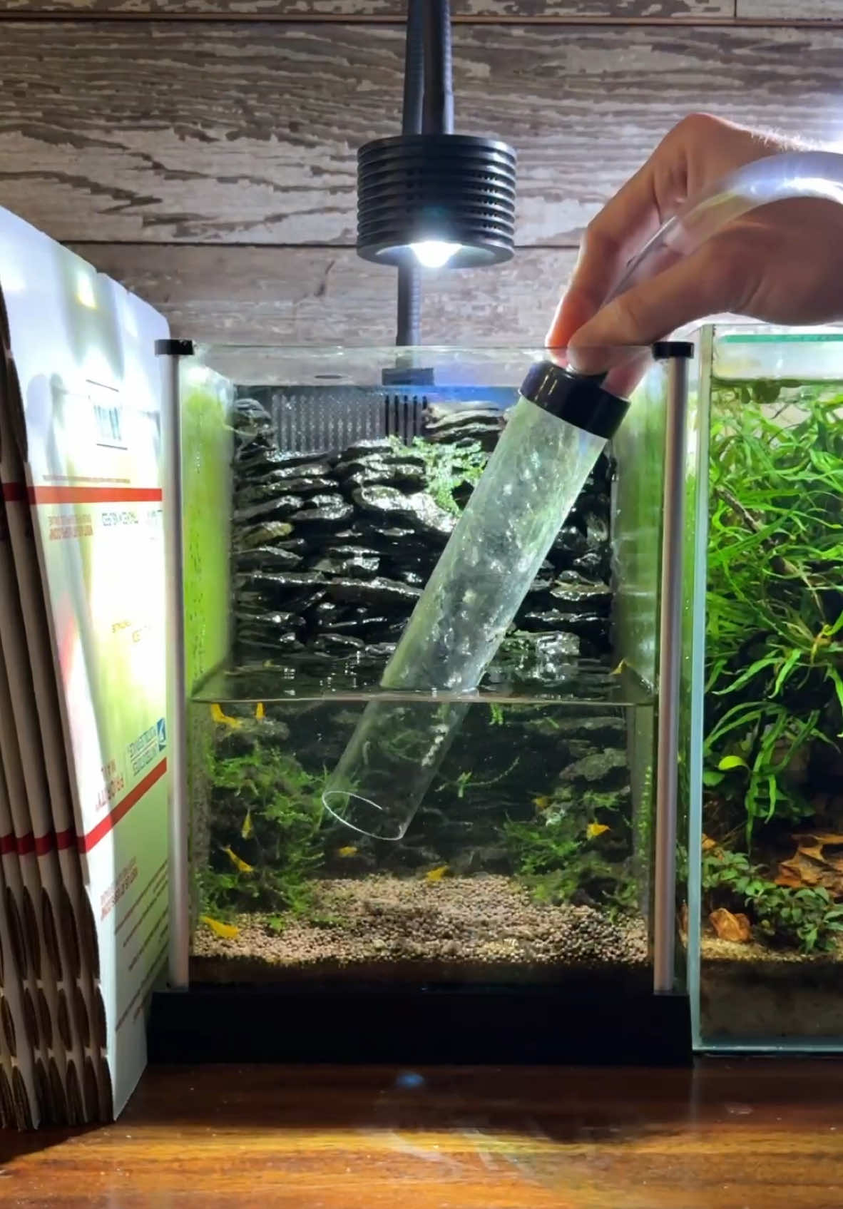 Quick maintenance on my 3 gallon nano shrimp tank, and tackling some stubborn BBA algae! #shrimptank #nano #bba #dakuaquatics #fishkeeping #aquarium #aquariumhobby #fish #aquascape #freshwateraquarium #aquariumfish #plantedtank #aquariums #tropicalfish #fishkeeper #aquascaping #aquariumlife #plantedaquarium #nanofish #aquariumsofinstagram #freshwaterfish #freshwatertank #aquascaper #natureaquarium #freshwater #fishofinstagram #nature #nanotank #fishroom