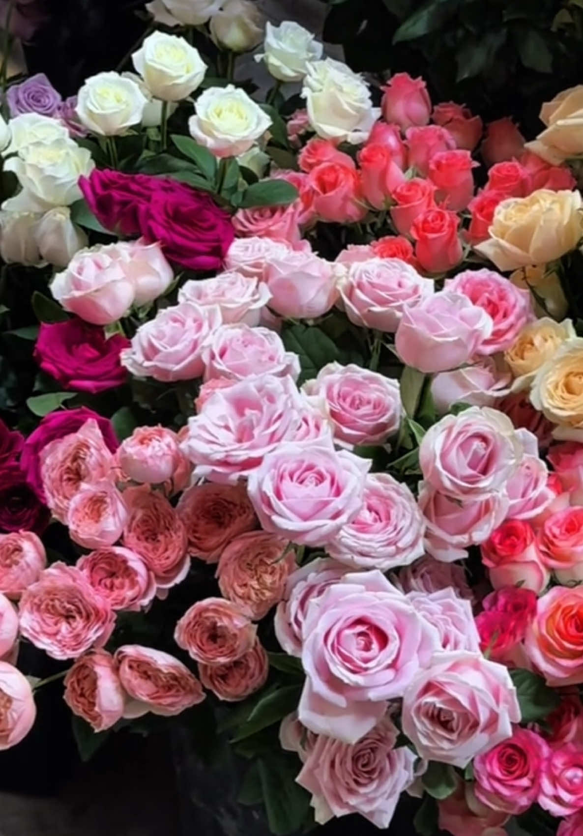 Nếu như thuận lợi thì chúng ta sẽ kết hôn, sẽ cùng nhau ngắm biển, cùng nhau ngăm mặt trời lặn..- Nếu như không thuận lợi thì sao...?Vậy thì trễ một chút...#fypシ #yeuhoa #flowers #trendflower #hoaxinh #hwadestudio 