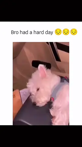Funny and cute dogs compilation 🤣 🐕 #funnydog #funnypet #cutedog #dogoftiktok #doglover #dog 